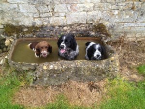 Sarah's dogs cooling off earlier in the year
